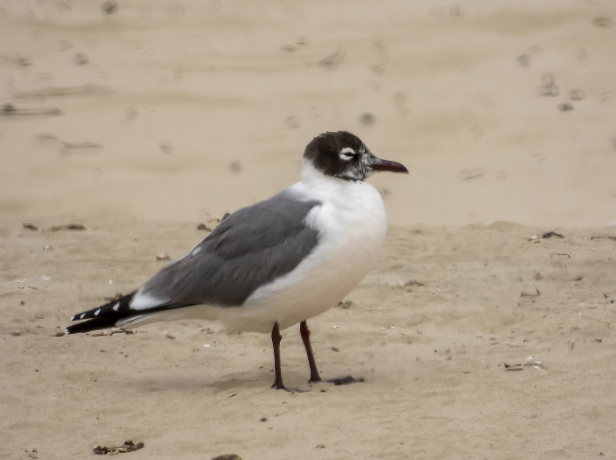 Franklin's Gull - ML239473081