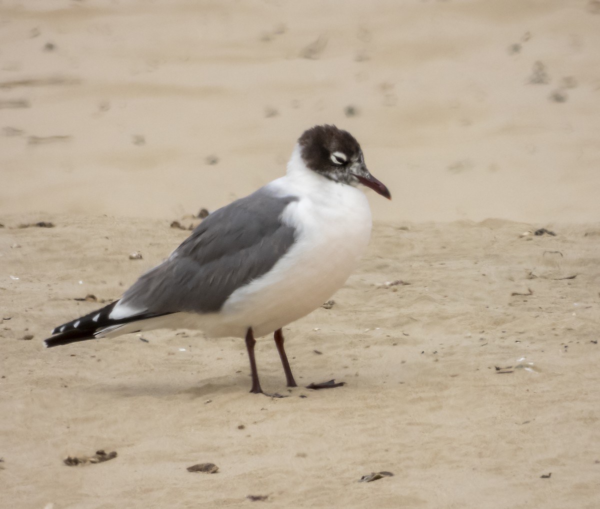 Franklin's Gull - ML239473111