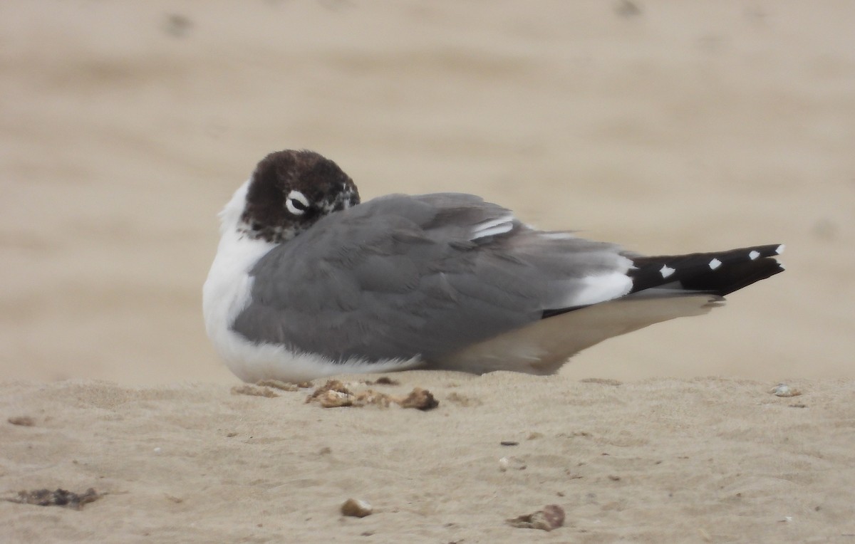 Franklin's Gull - ML239473121