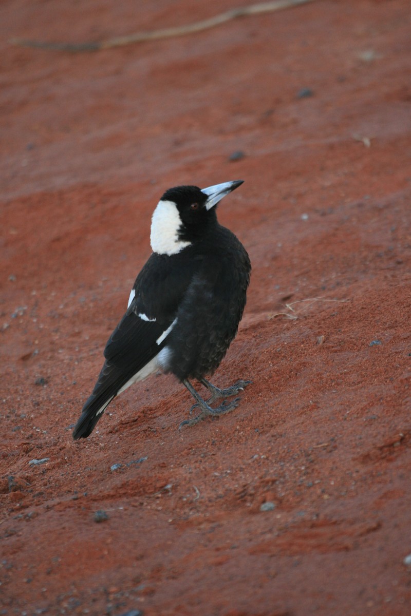 Australian Magpie - ML239473161