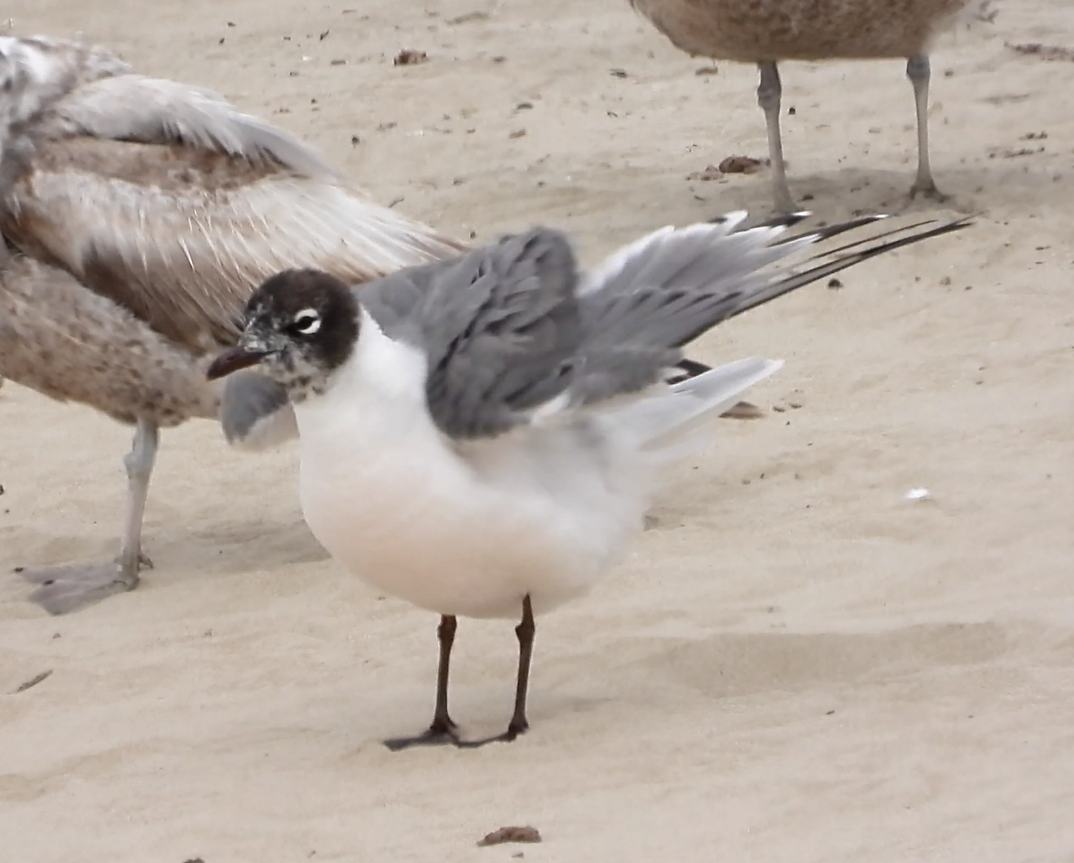 Franklin's Gull - ML239473221