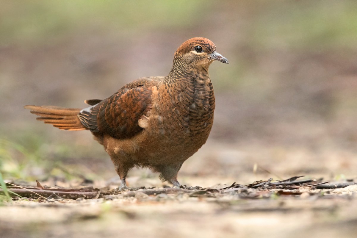 Brown Cuckoo-Dove - ML239474181