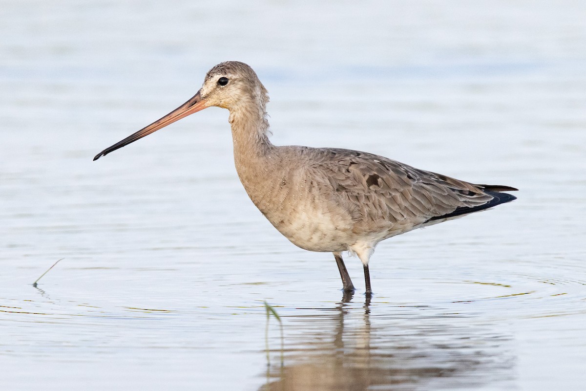 Hudsonian Godwit - Mike Cameron