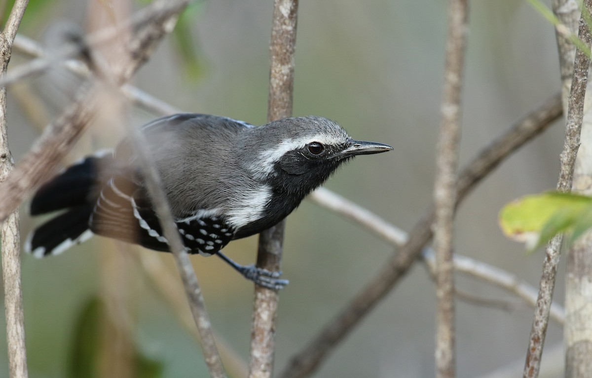 Southern White-fringed Antwren - ML23947541