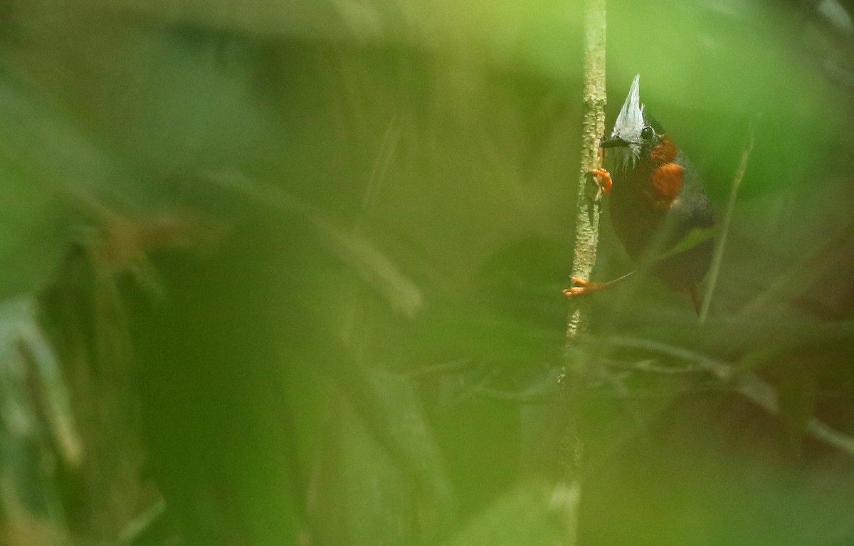 White-plumed Antbird - ML23947571