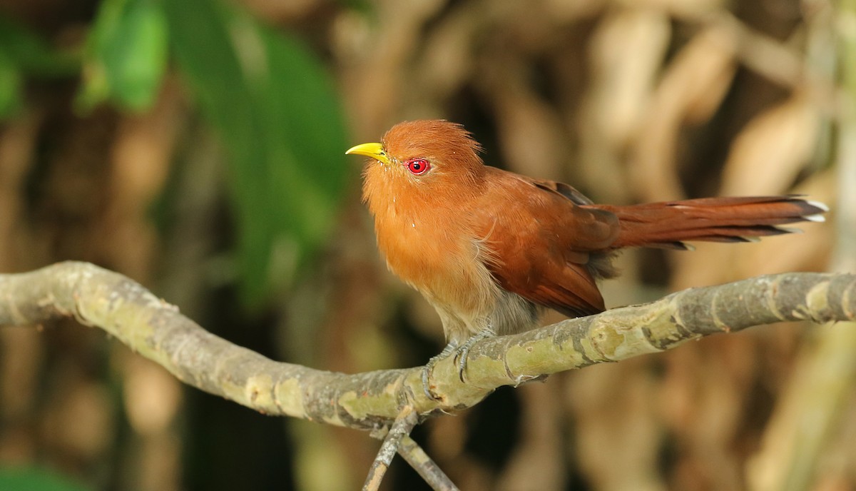 Little Cuckoo - Luke Seitz