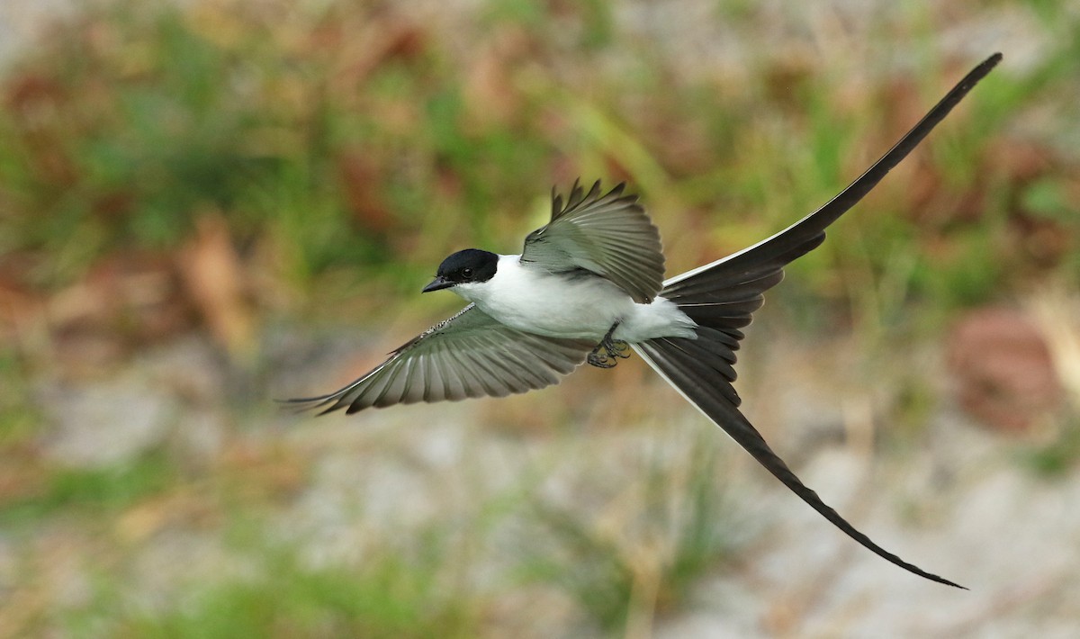Fork-tailed Flycatcher - Luke Seitz