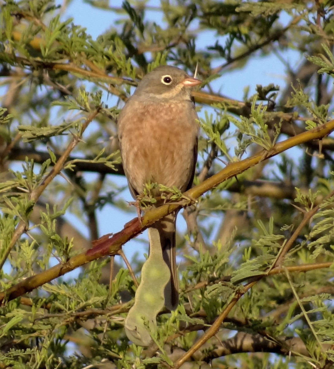 Gray-necked Bunting - ML239479221