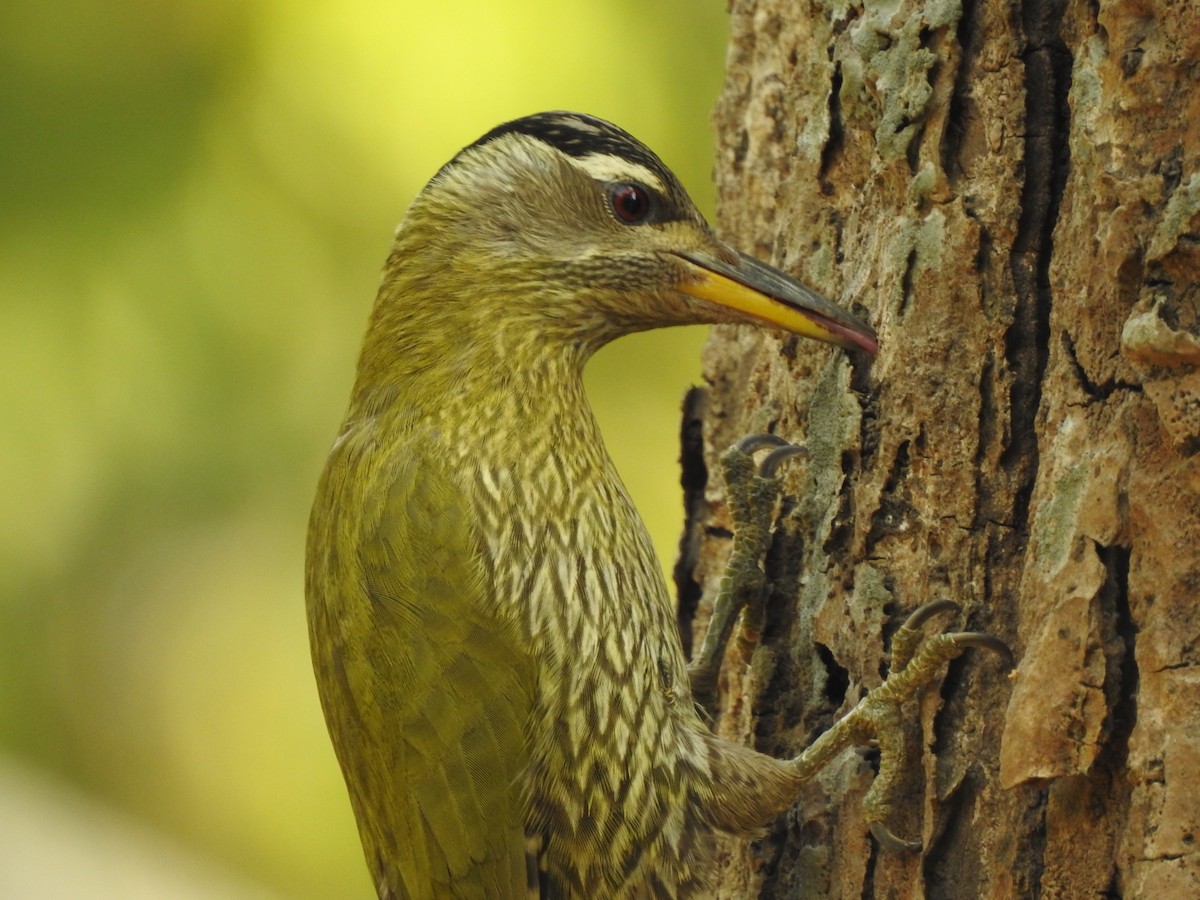 Streak-throated Woodpecker - Abdus Shakur Mohammad