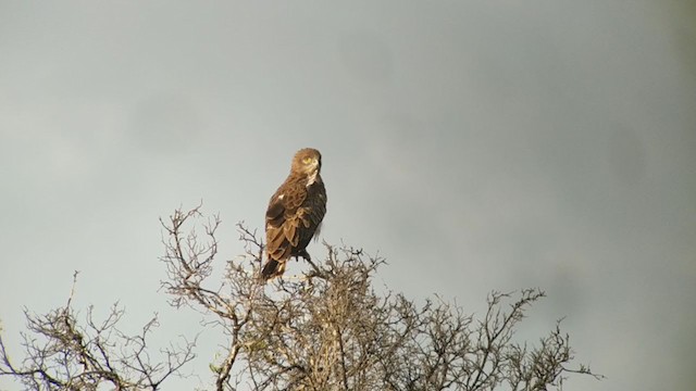 Short-toed Snake-Eagle - ML239481331