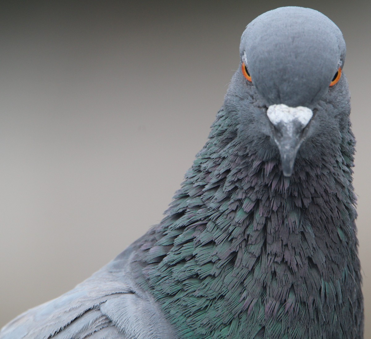 Rock Pigeon - ML239481521