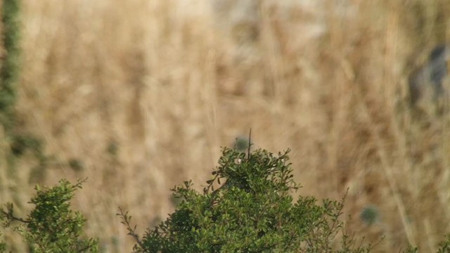 Woodchat Shrike - ML239481911