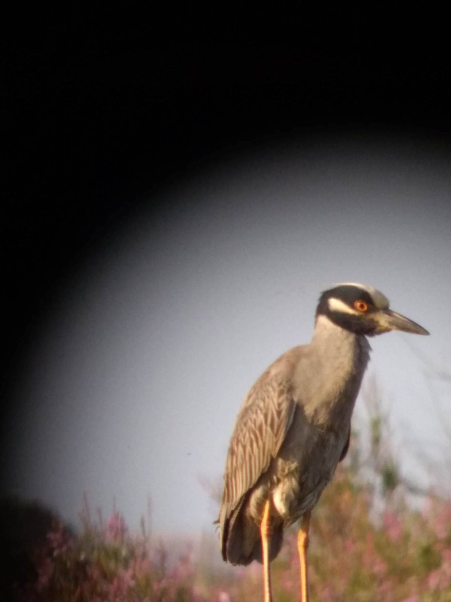 Yellow-crowned Night Heron - ML239482531