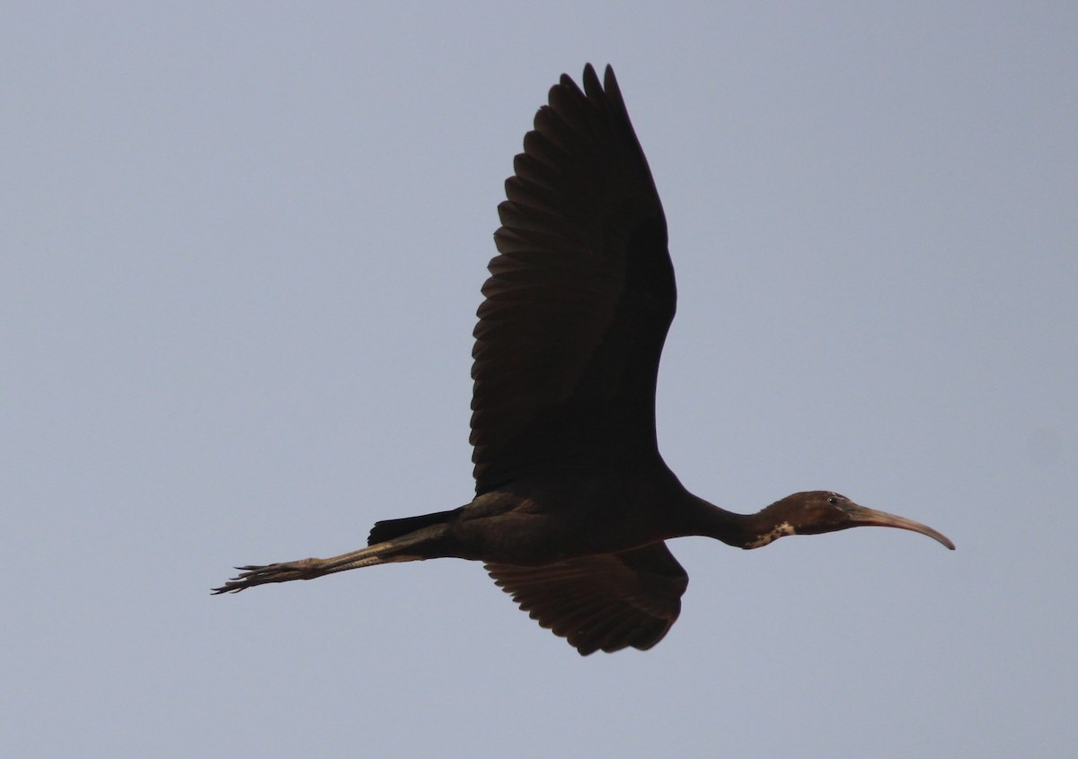 Glossy Ibis - Nelson Fonseca