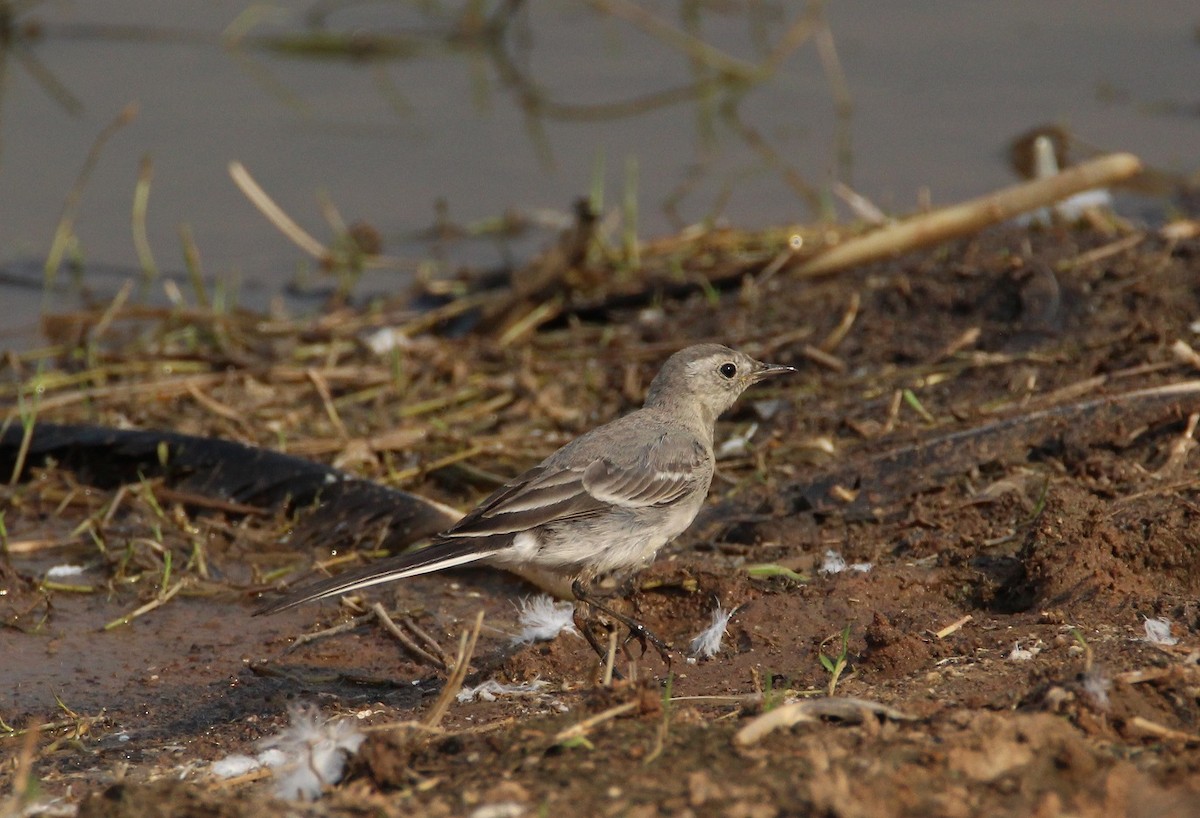 White Wagtail - ML239482821