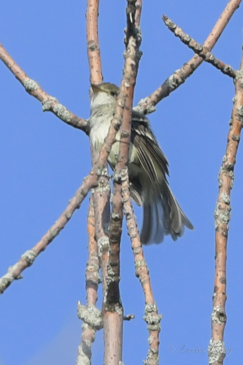 Alder Flycatcher - ML239485531