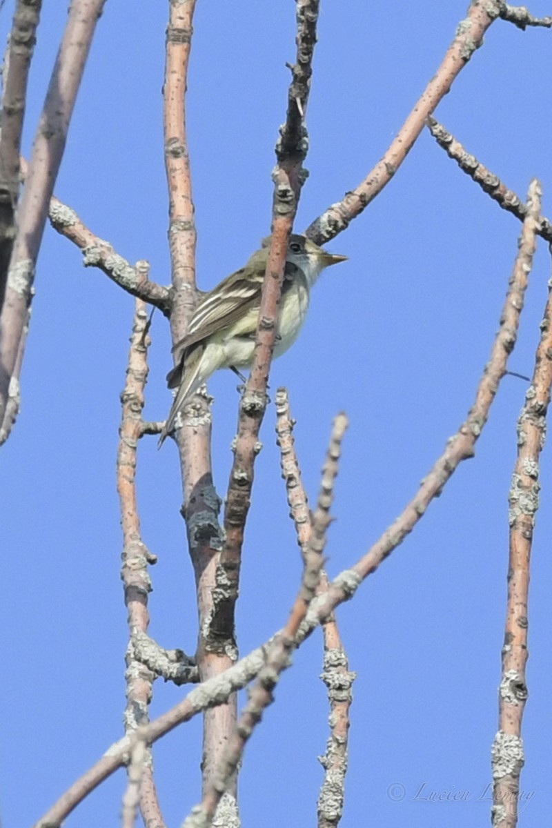 Піві-малюк вільховий - ML239485561