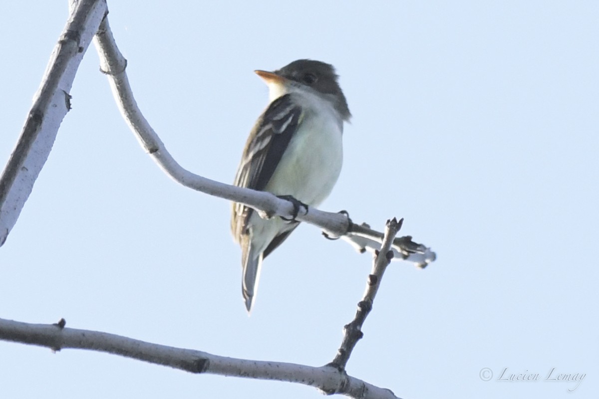 Alder Flycatcher - ML239485631