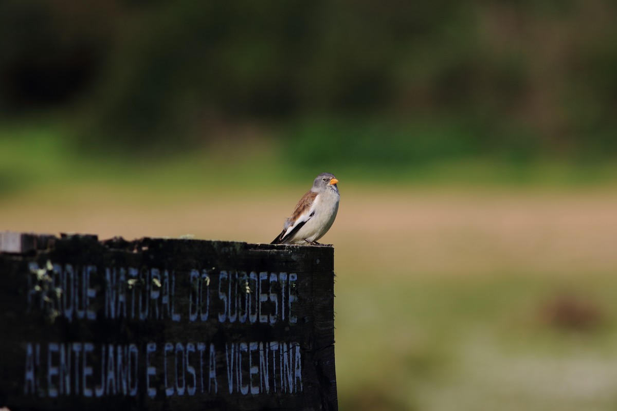 White-winged Snowfinch - ML23948841