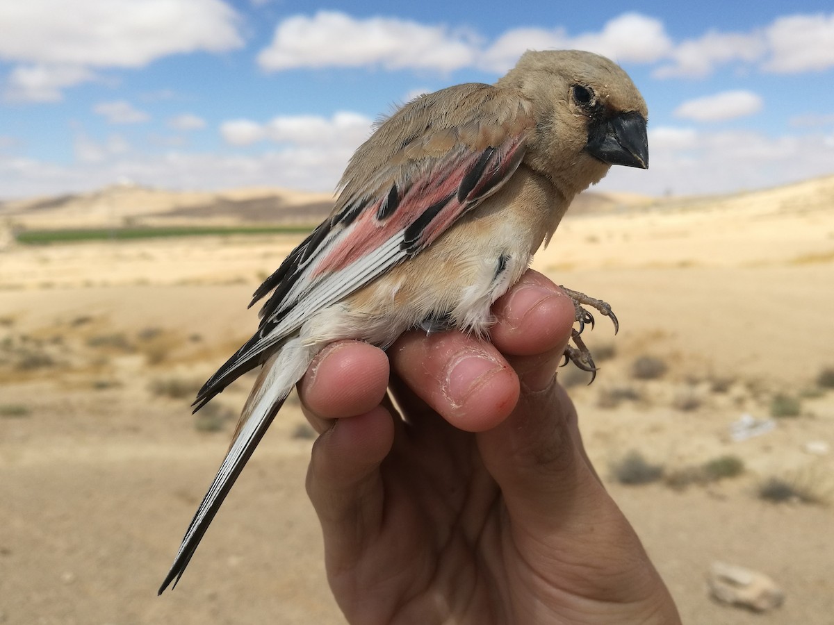 Desert Finch - ML239488481