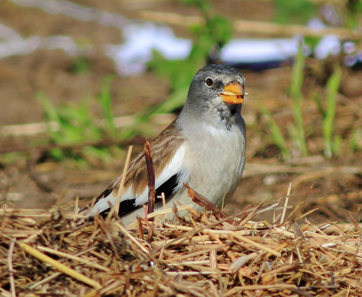 White-winged Snowfinch - ML23948851