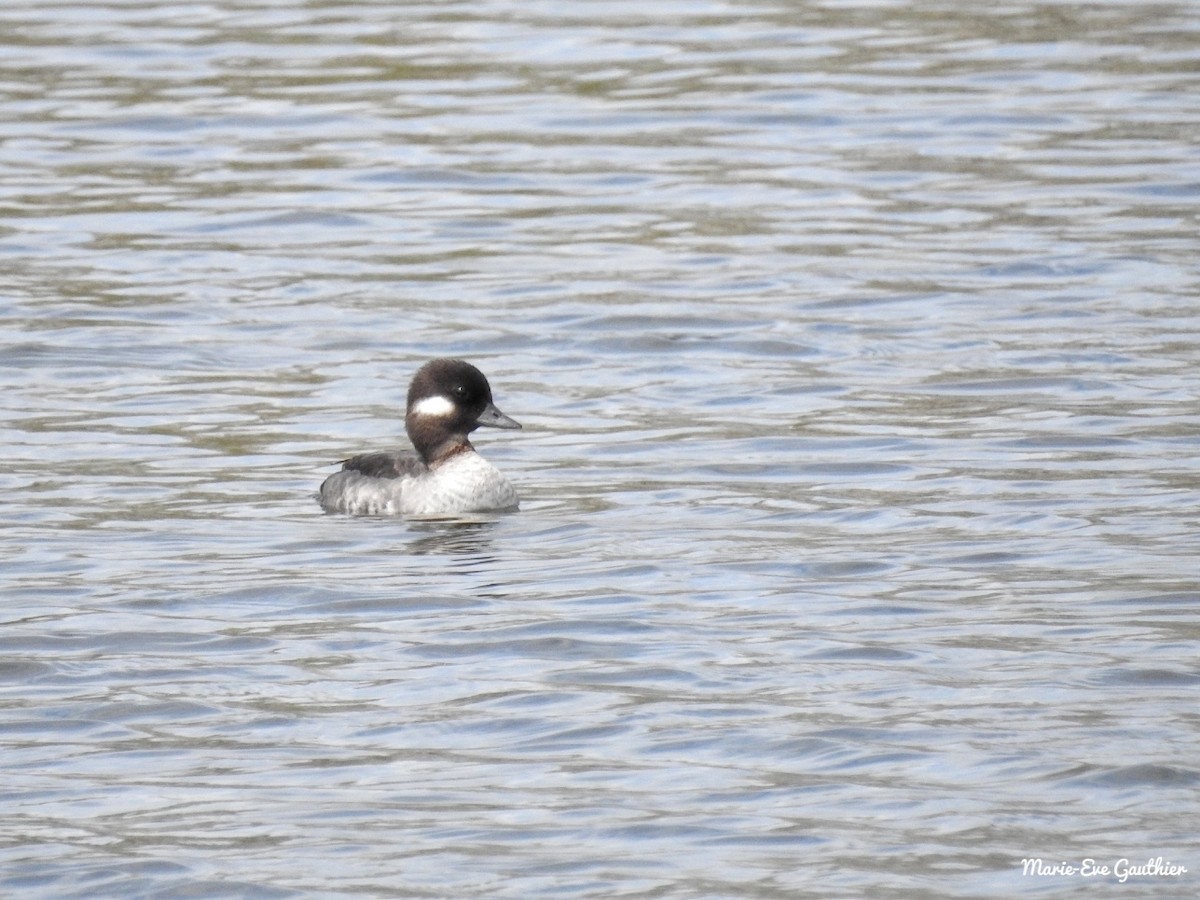 Bufflehead - Marie-Eve Gauthier