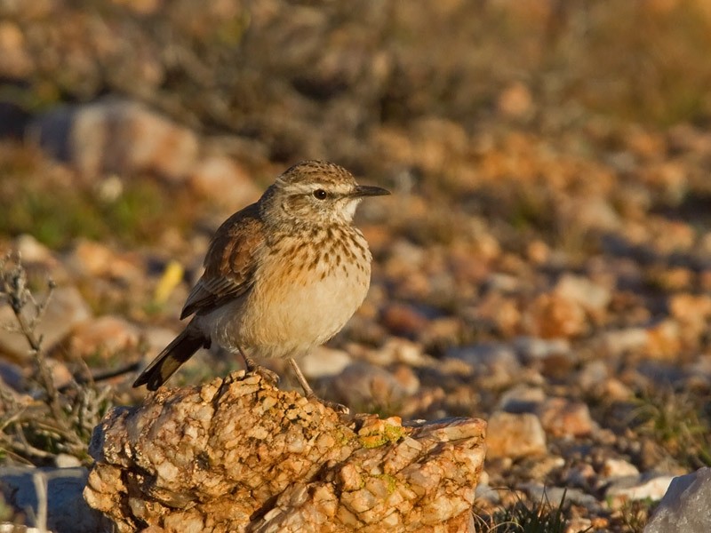 Karoo Long-billed Lark (Karoo) - ML239489031