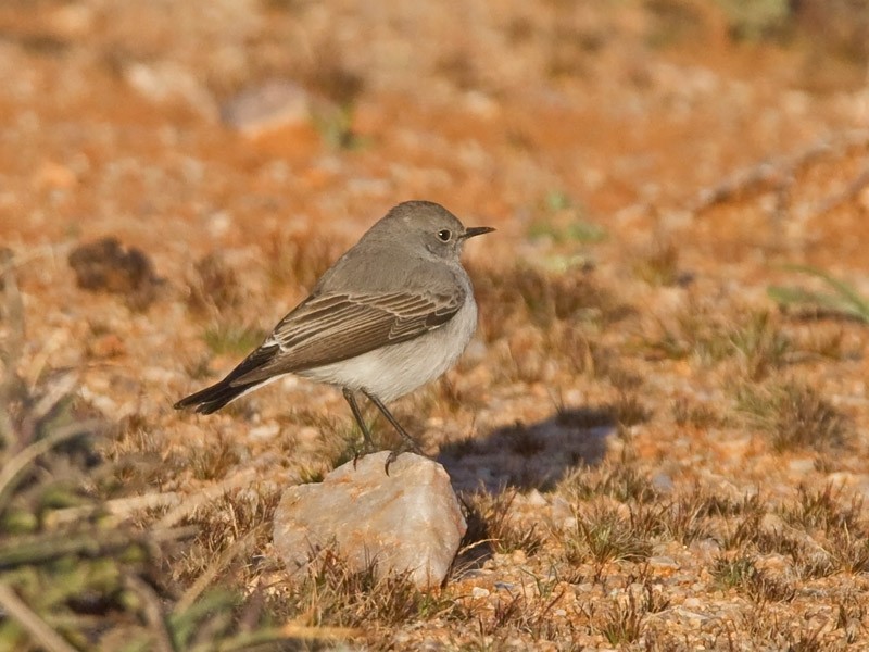 Colinegro del Karoo - ML239489041