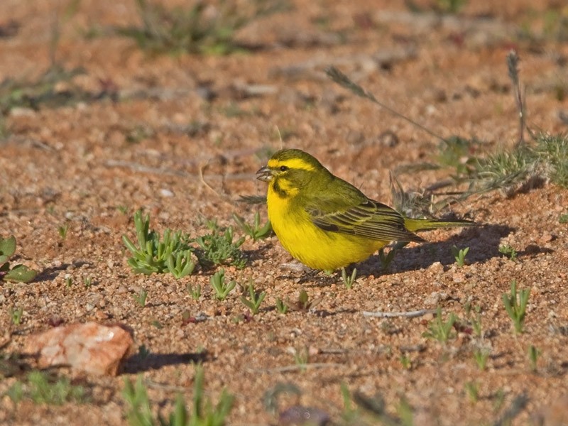 Yellow Canary - ML239489051