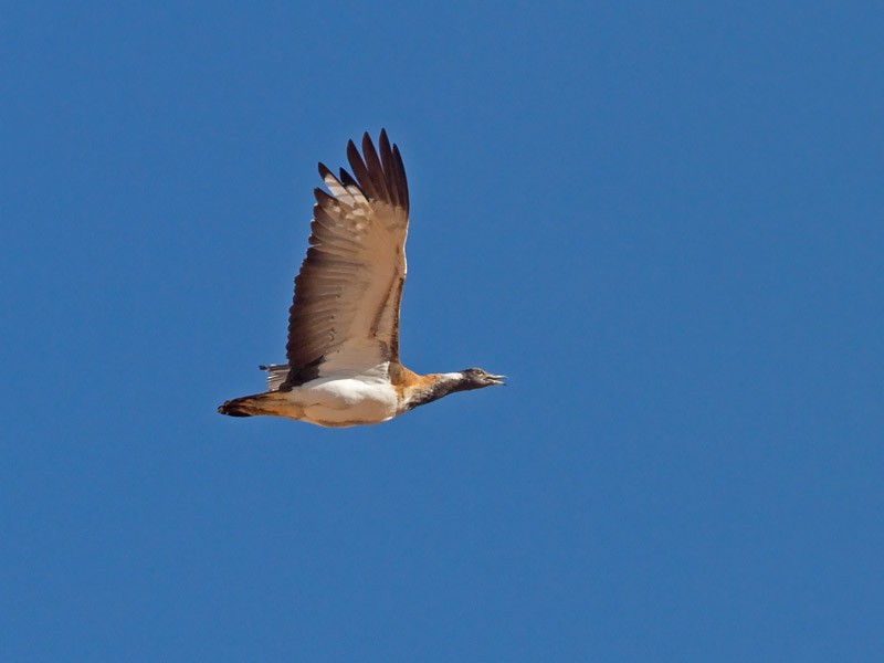 Ludwig's Bustard - Niall D Perrins