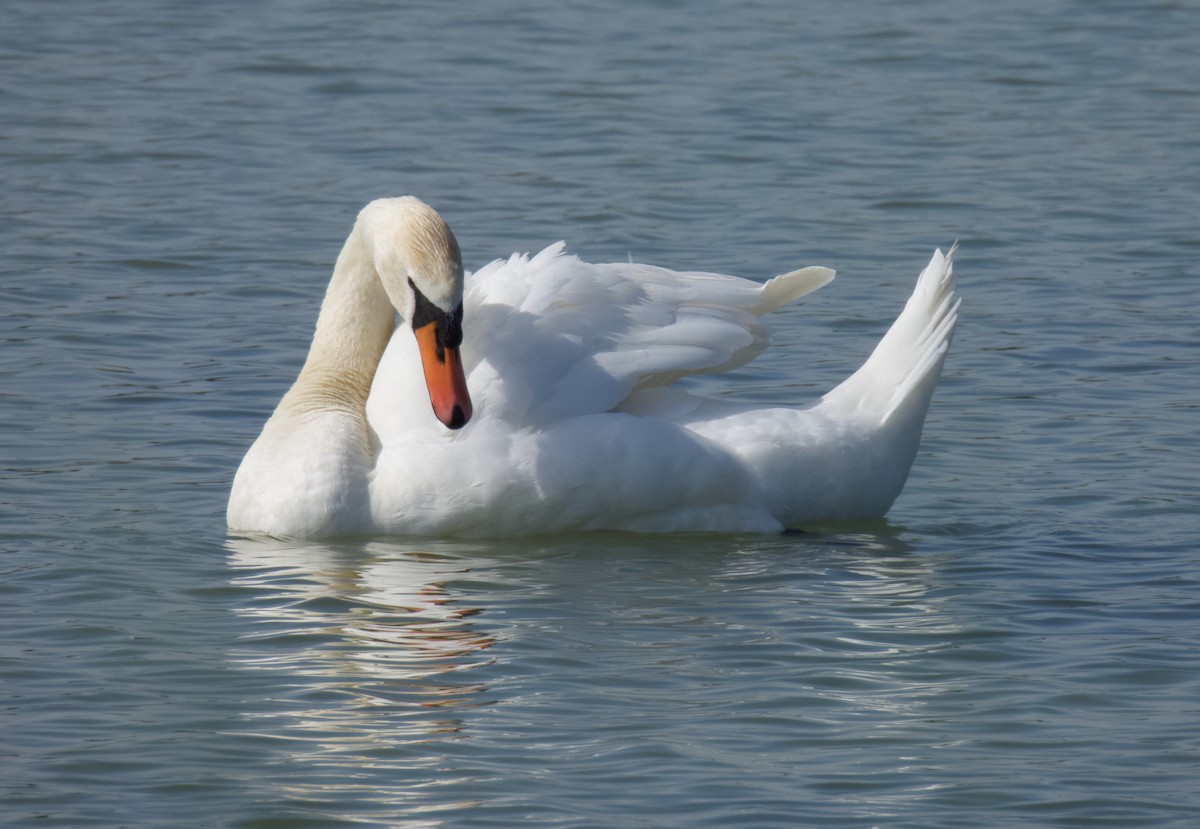 Mute Swan - Greg Baker