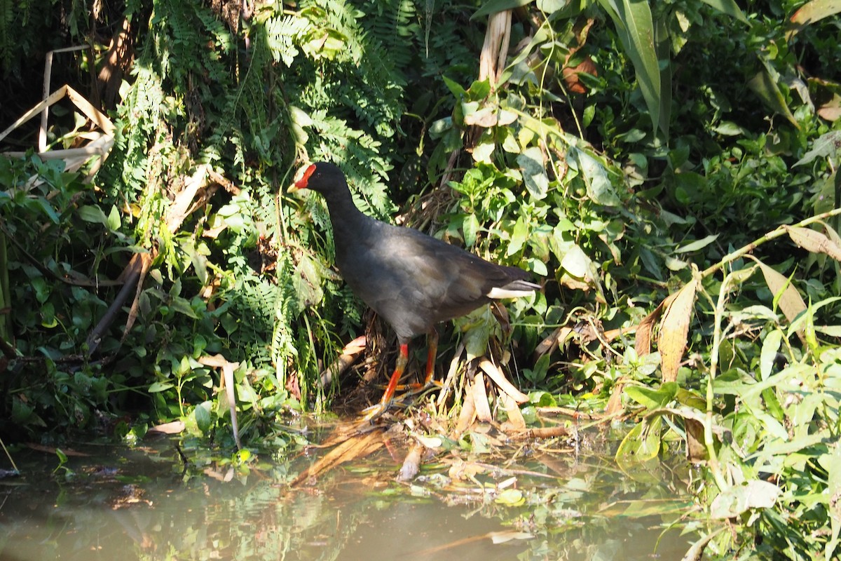 Dusky Moorhen - ML239489481