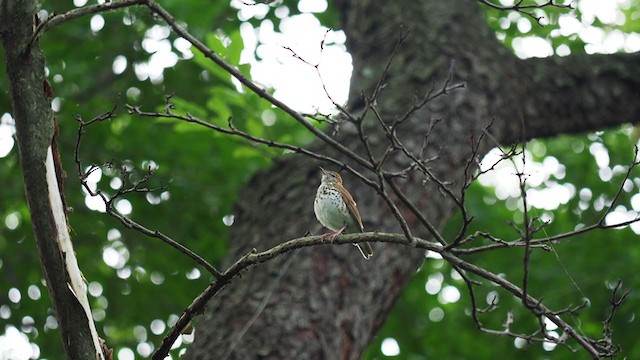 Wood Thrush - ML239491761