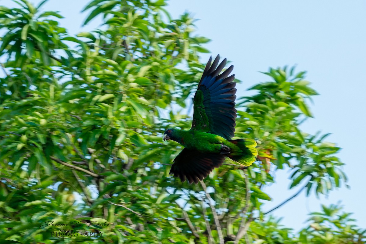 Red-necked Amazon - ML239495861