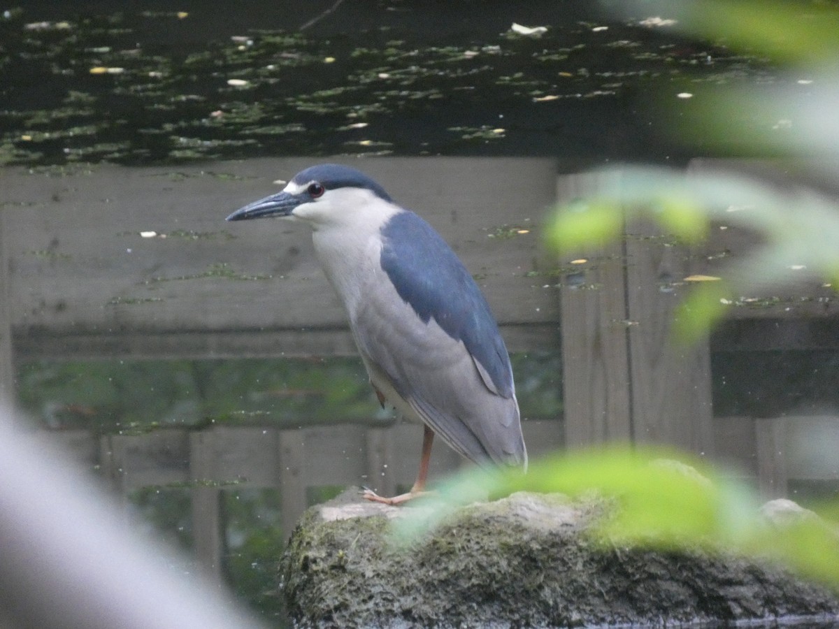 Black-crowned Night Heron - ML239496491