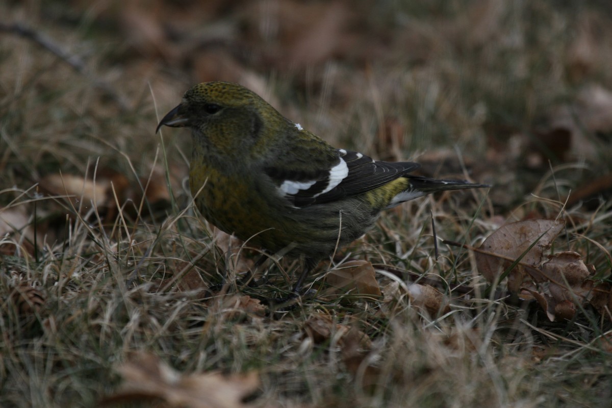 White-winged Crossbill - ML23950081