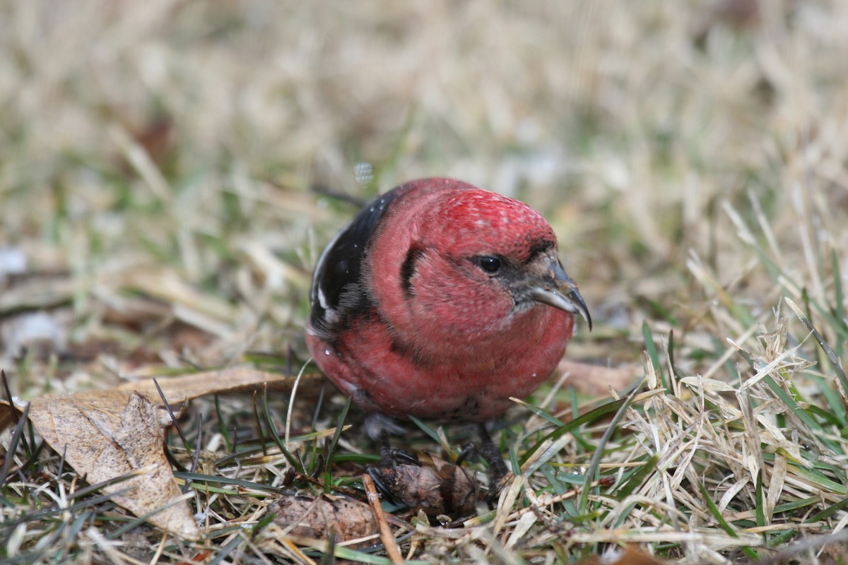 White-winged Crossbill - ML23950111