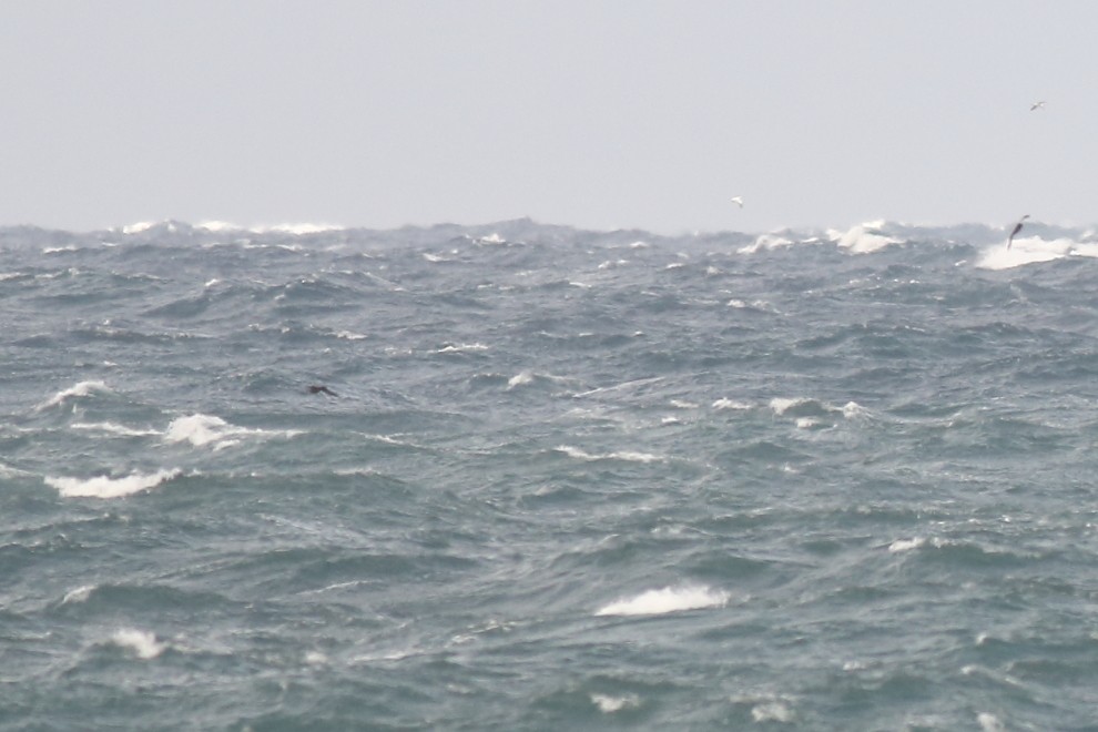 Great-winged/Gray-faced Petrel - ML239501121