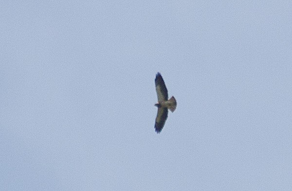 Swainson's Hawk - Joseph Mitchell