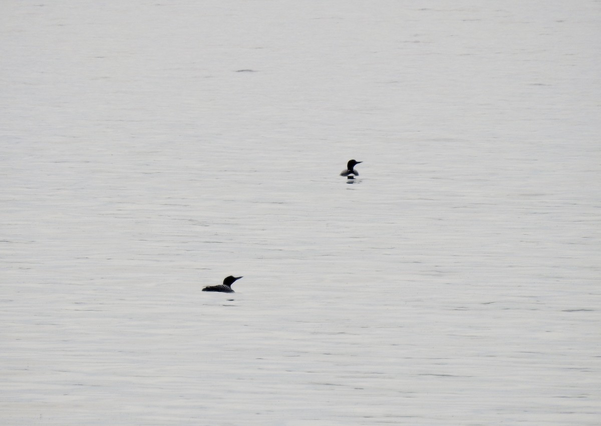 Common Loon - Marilyn Ohler