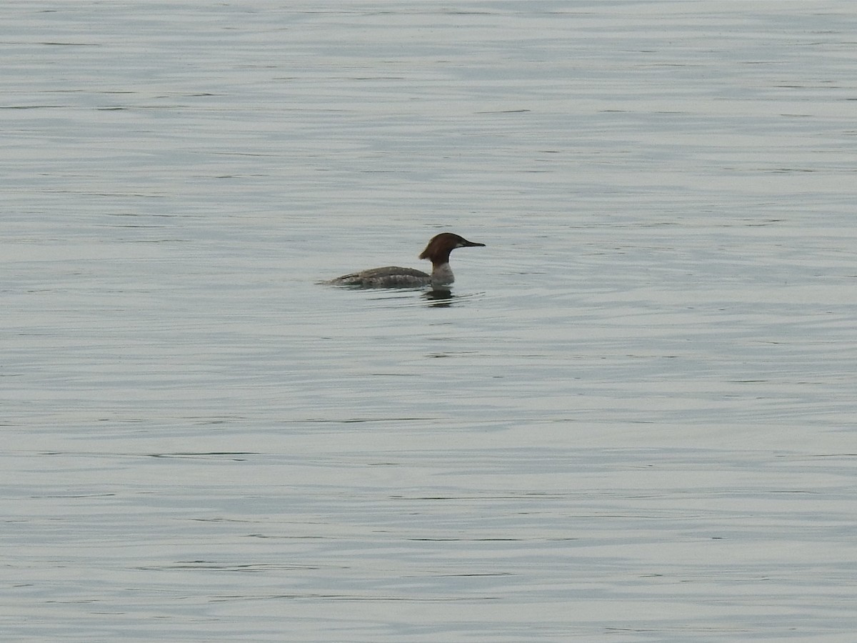 Common Merganser - ML239502611