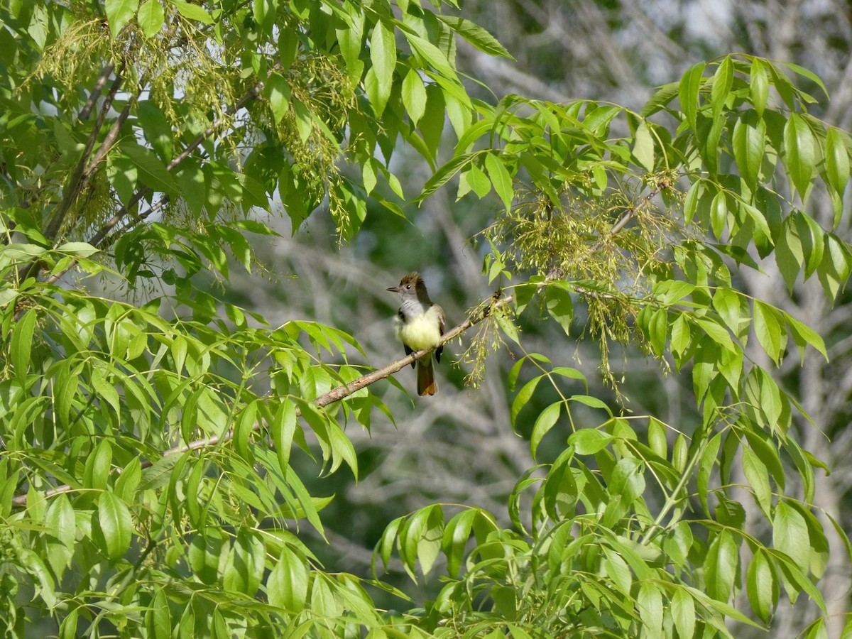 Great Crested Flycatcher - Donald Slick