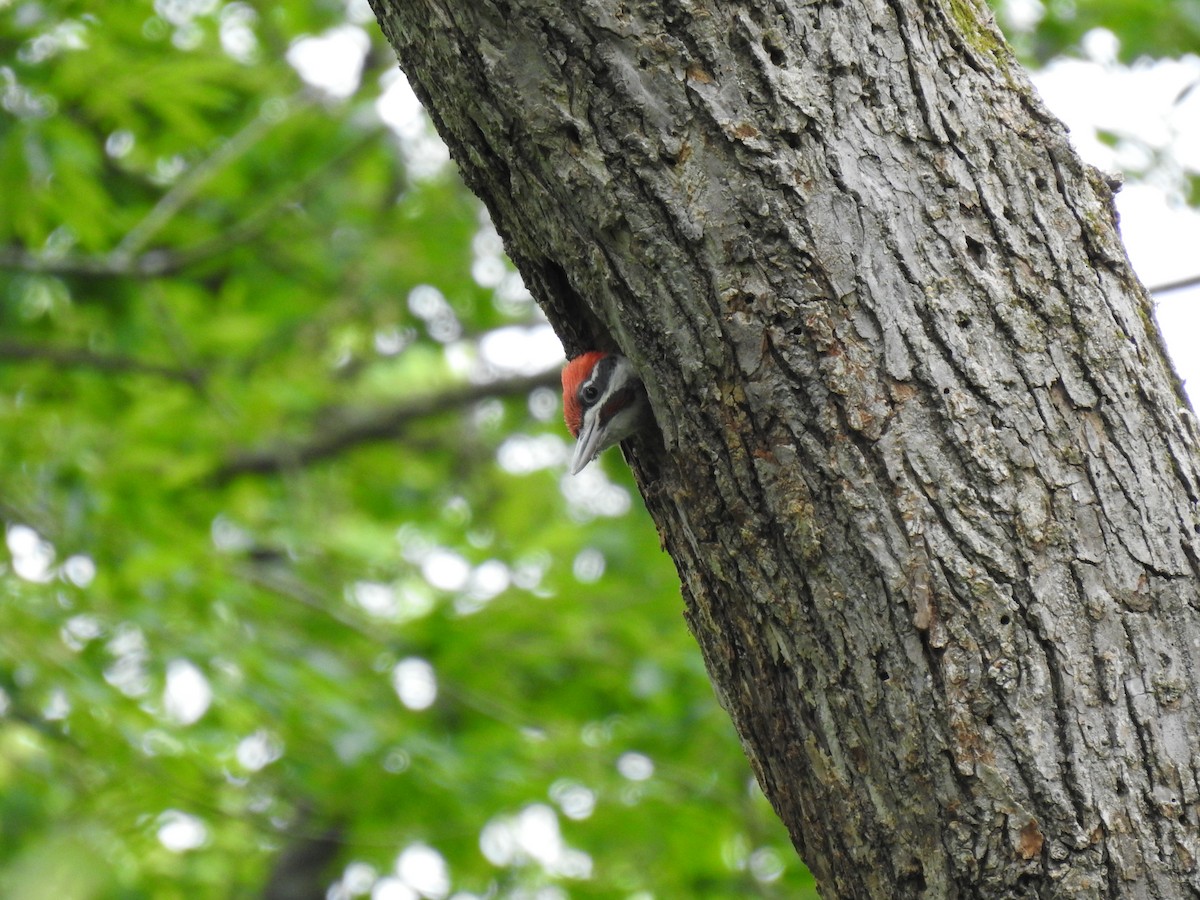 Pileated Woodpecker - ML239504921