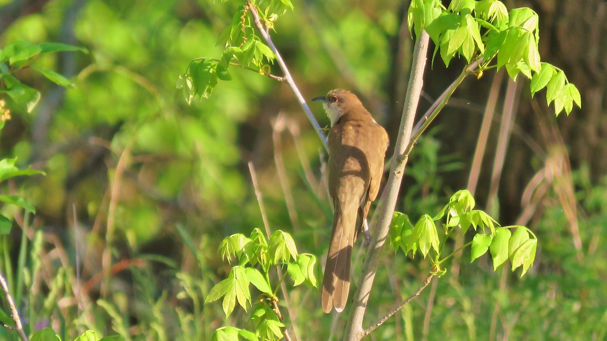 Black-billed Cuckoo - ML239505101