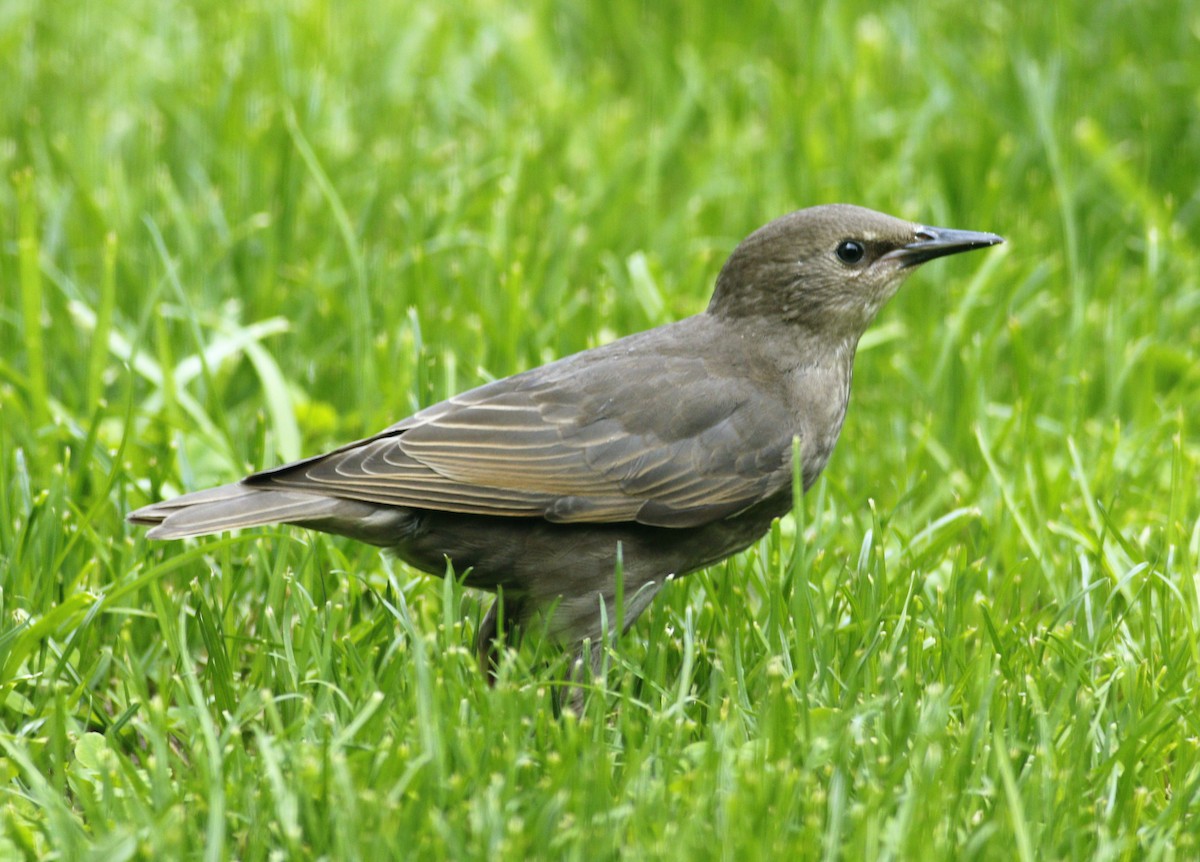 European Starling - ML239506151