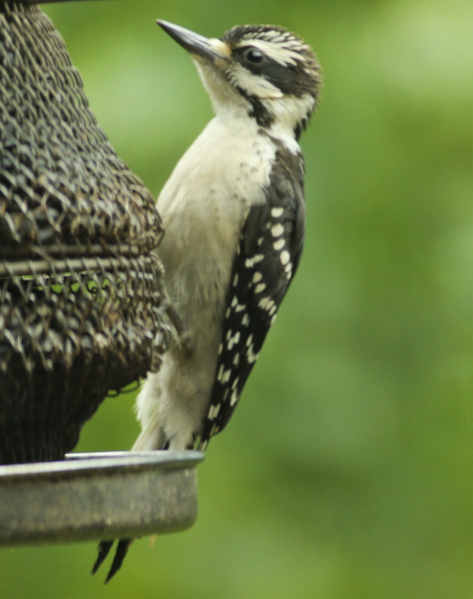Hairy Woodpecker (Eastern) - ML239506551