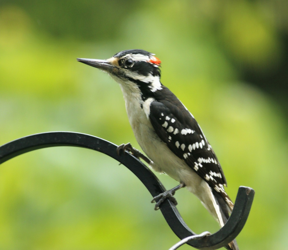 Hairy Woodpecker (Eastern) - ML239506581