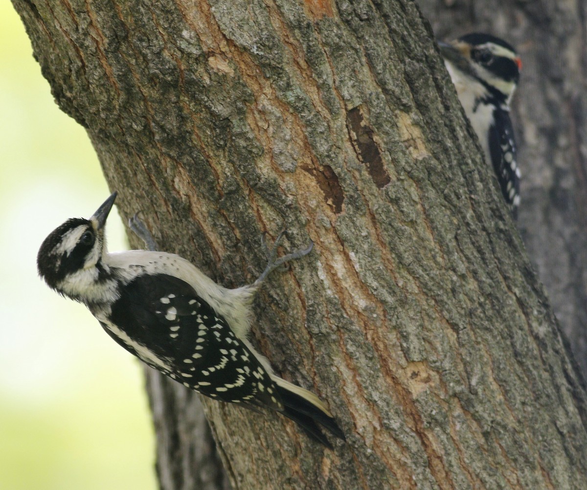 Hairy Woodpecker (Eastern) - ML239506611