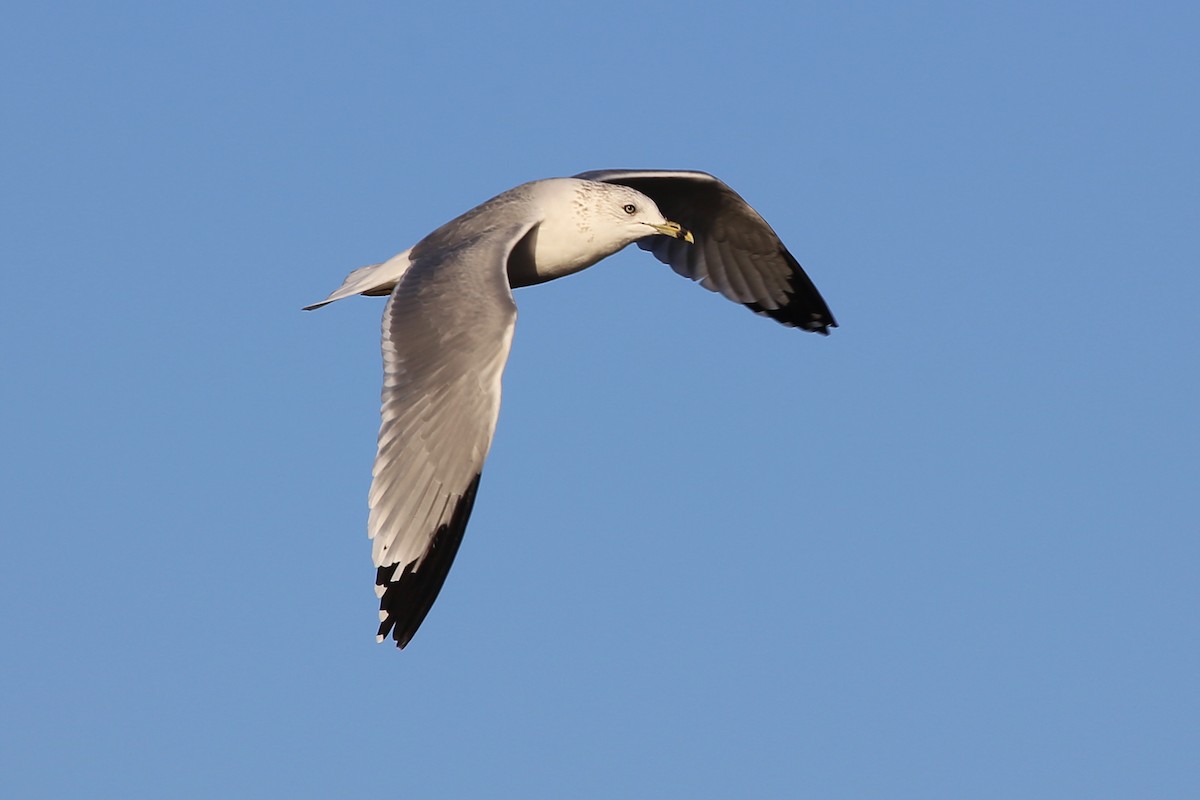 Ring-billed Gull - Rob Bielawski