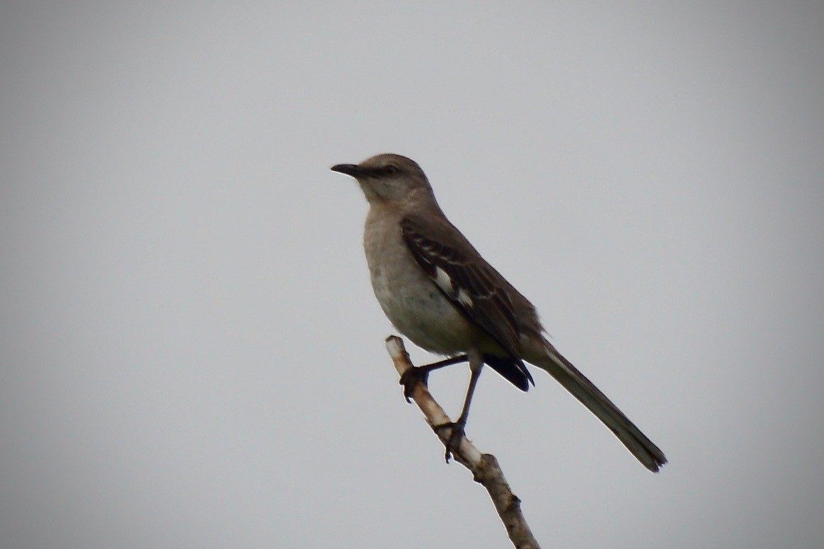 Northern Mockingbird - ML239509571